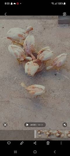 Heera aseel chicks for sale location lahore. . . whatsapp 03074479577