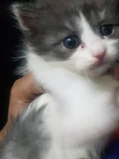 persian  kitten 0