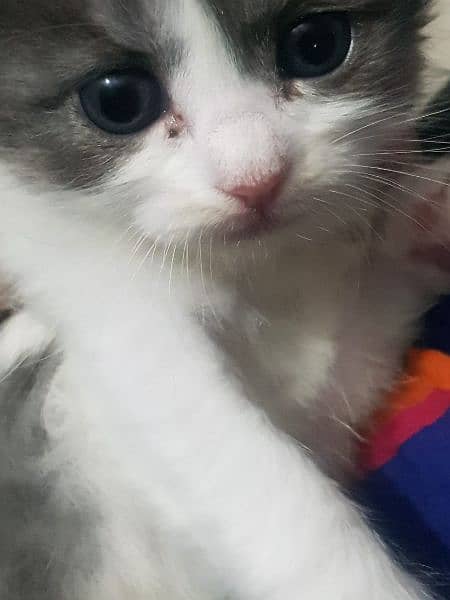 persian  kitten 1