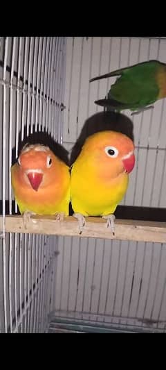 love birds breader pair