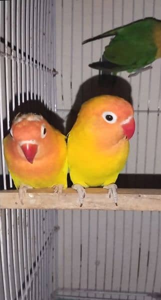 love birds breader pair 3