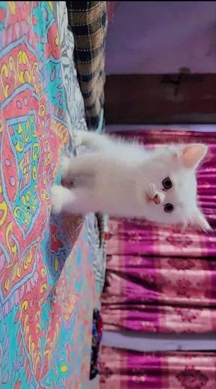 Persian cats/triple coated Persian cats/Persian kittens/punch face 14