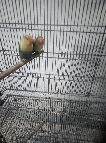 love birds set up for sell 3