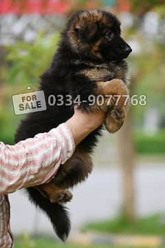 Non pedigree long coat puppies