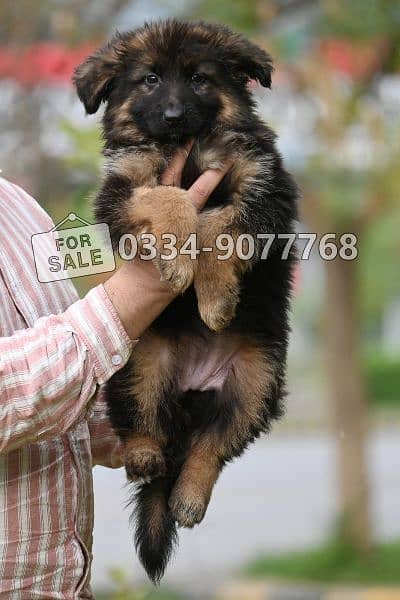 Non pedigree long coat puppies 2