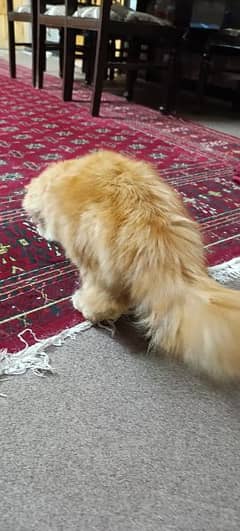 Female Persian cat available,just for mating