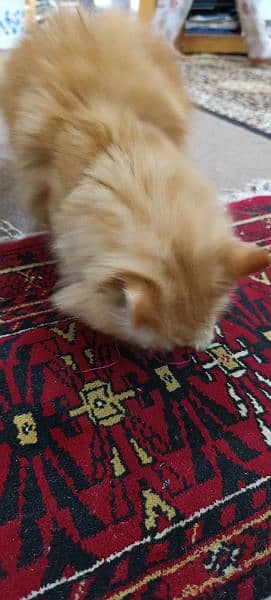 Female Persian cat available,just for mating 4