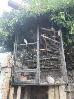 cage for birds