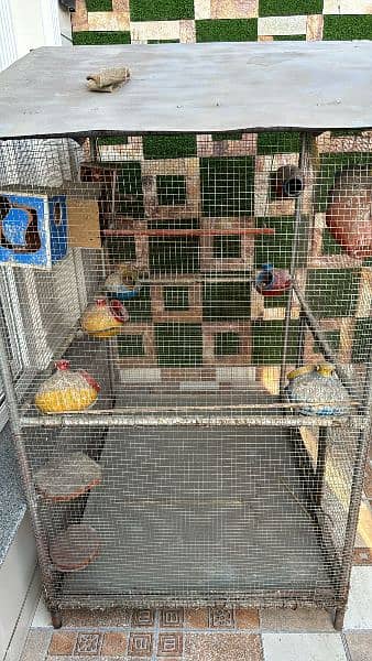 Birds Cage 1