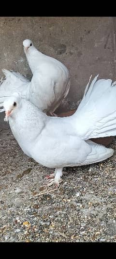 Laka Fantail pigeons pair