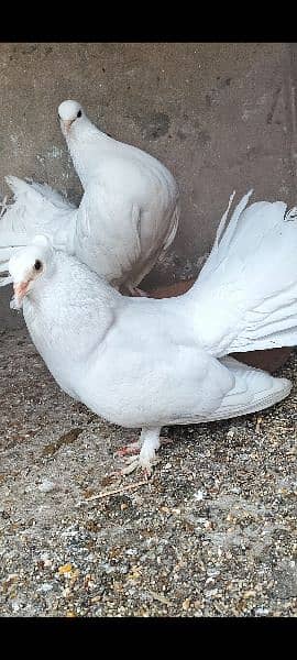 Laka Fantail pigeons pair 0