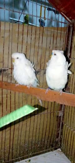 white hogoromo pair