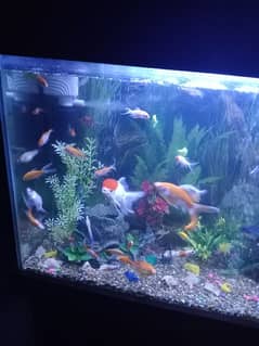 Aquarium with All Fishes And Accessories 0