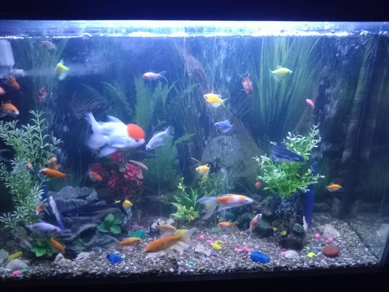 Aquarium with All Fishes And Accessories 1