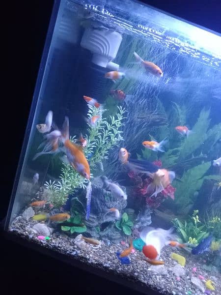 Aquarium with All Fishes And Accessories 2