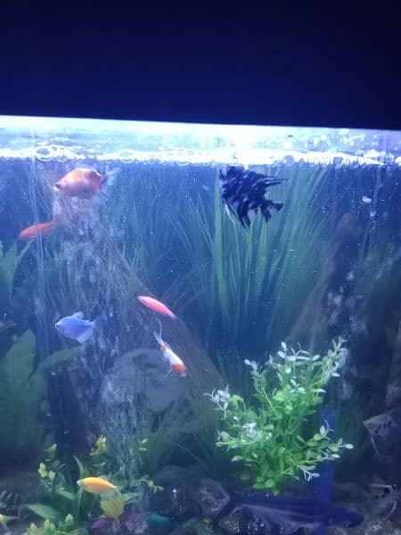 Aquarium with All Fishes And Accessories 3