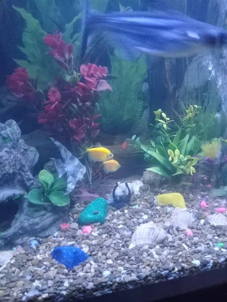 Aquarium with All Fishes And Accessories 10