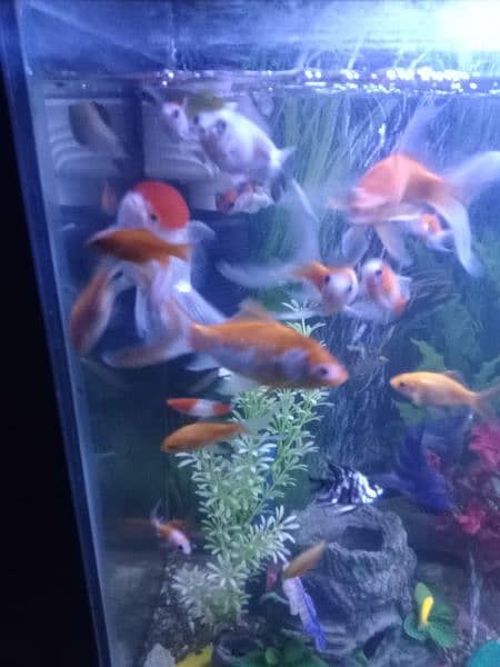Aquarium with All Fishes And Accessories 11