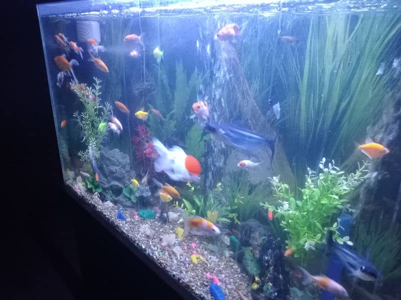 Aquarium with All Fishes And Accessories 15