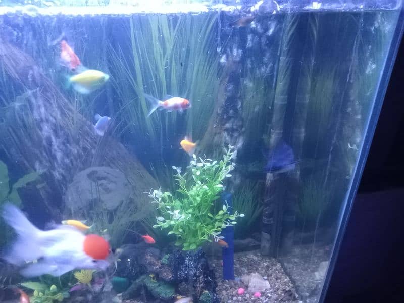 Aquarium with All Fishes And Accessories 16