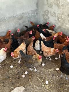 Golden misri desi Hens Eggs Laying Available -110% Eggs laying 0
