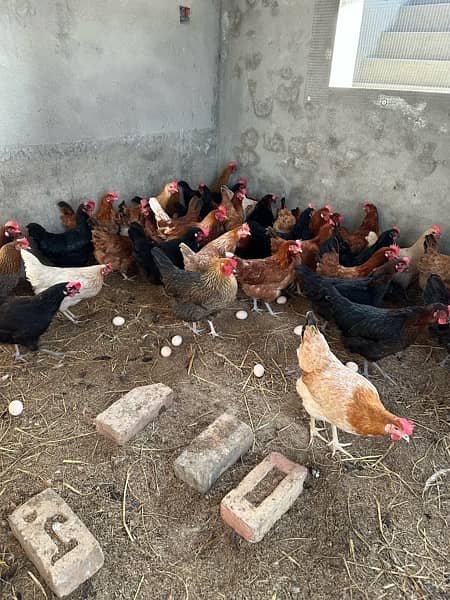 Golden misri desi Hens Eggs Laying Available -110% Eggs laying 1