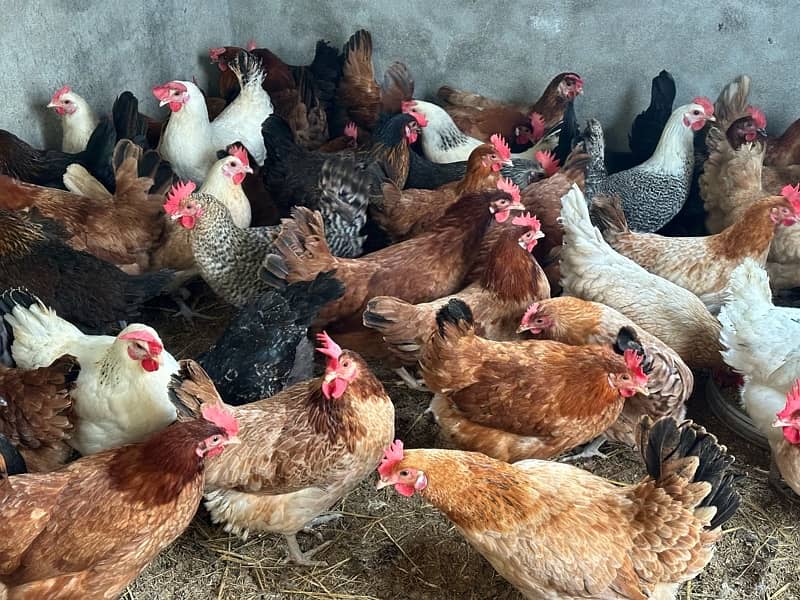 Golden misri desi Hens Eggs Laying Available -110% Eggs laying 3