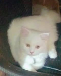 blue eyes also available male cat litter trained and loving