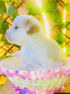 Maltese puppies Available Small Size Breed