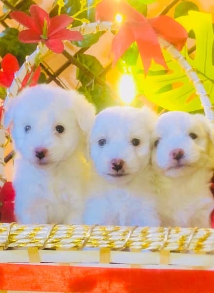 Maltese puppies Available Small Size Breed 3