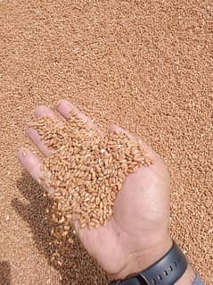 wheat for sale 0