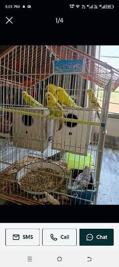 Australian parrot breder pair03104495075 only call with 14 eggs