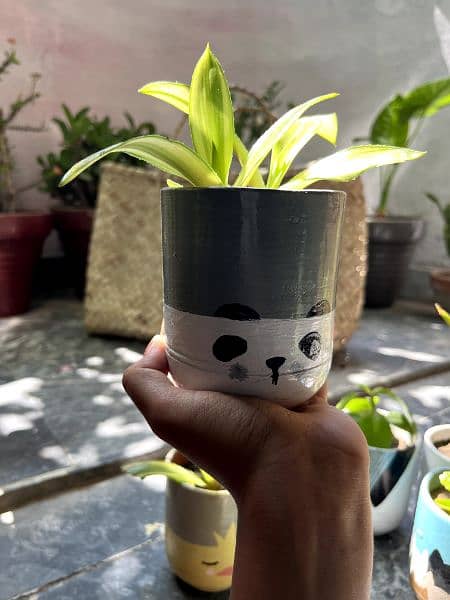 customize pots with plants,indoor and outdoor decorations 8