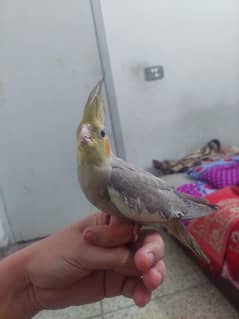 Female cocktail tame for sale