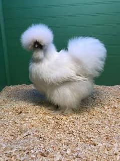 silkie chicks for sale age 2 week