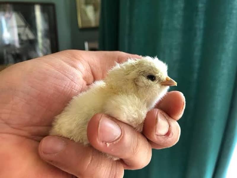 silkie chicks for sale age 2 week 3