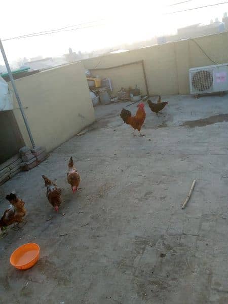Hens for sale. 1
