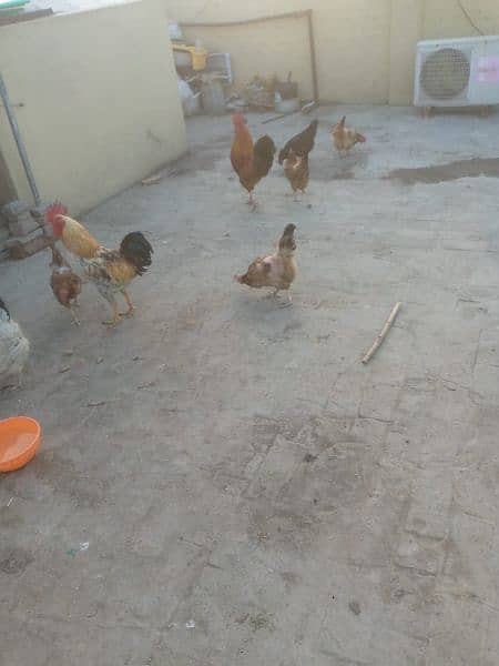 Hens for sale. 4