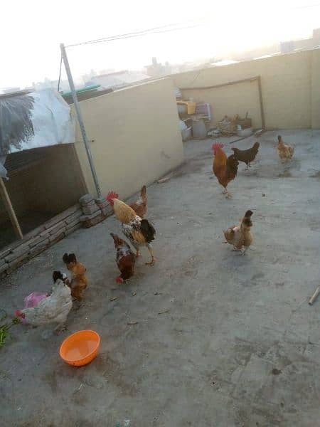 Hens for sale. 5