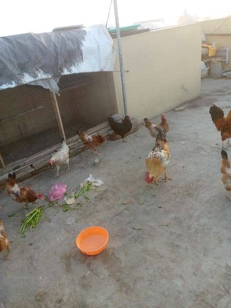 Hens for sale. 6