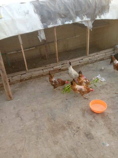 Hens for sale. 7