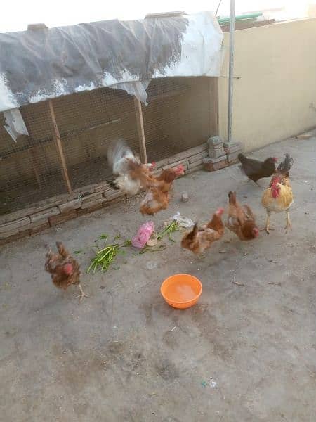 Hens for sale. 8