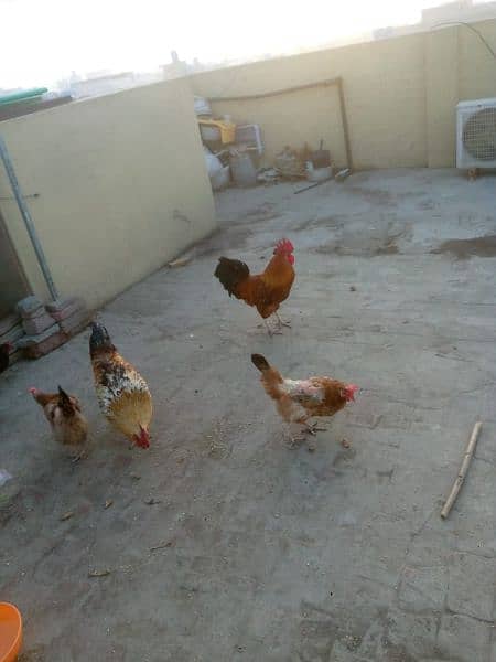 Hens for sale. 9