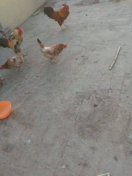 Hens for sale. 10