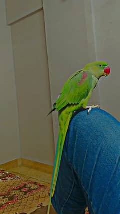 raw parrot hand tame hay talking parrot