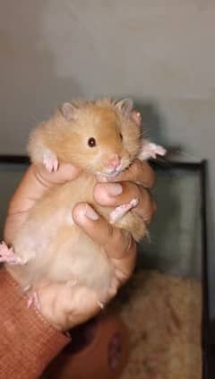 Beautiful long coat hamster full hand tamed