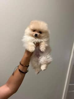 Tea cup Pomeranian puppies are available here