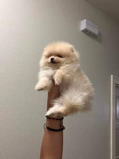 Tea cup Pomeranian puppy are available here