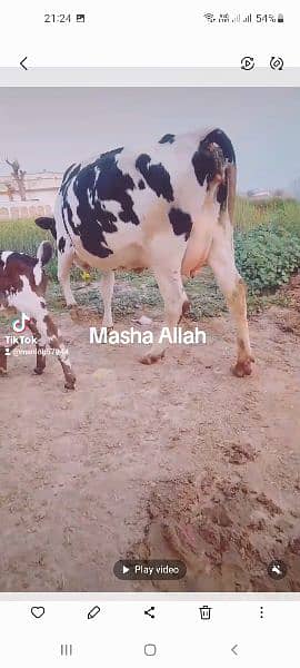 Masha Allah  frezen cow sath wachi milk 15kg 2