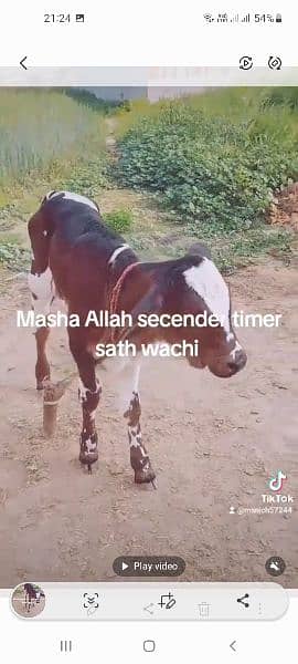 Masha Allah  frezen cow sath wachi milk 15kg 3